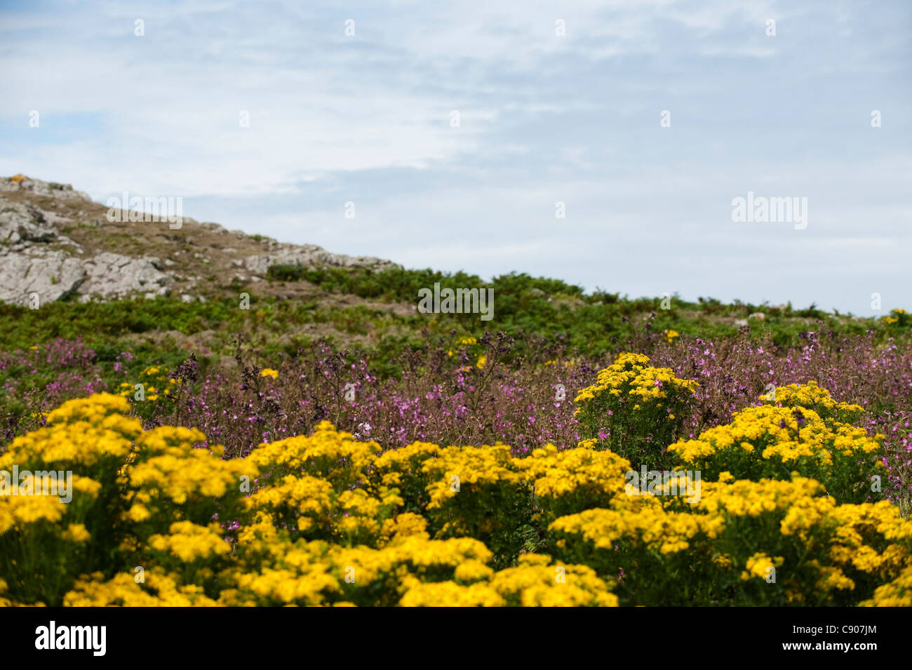 Red Campion, Silene dioica, and Common Ragwort, Senecio jacobaea, growing on Skomer Island, Wales, United Kingdom Stock Photo