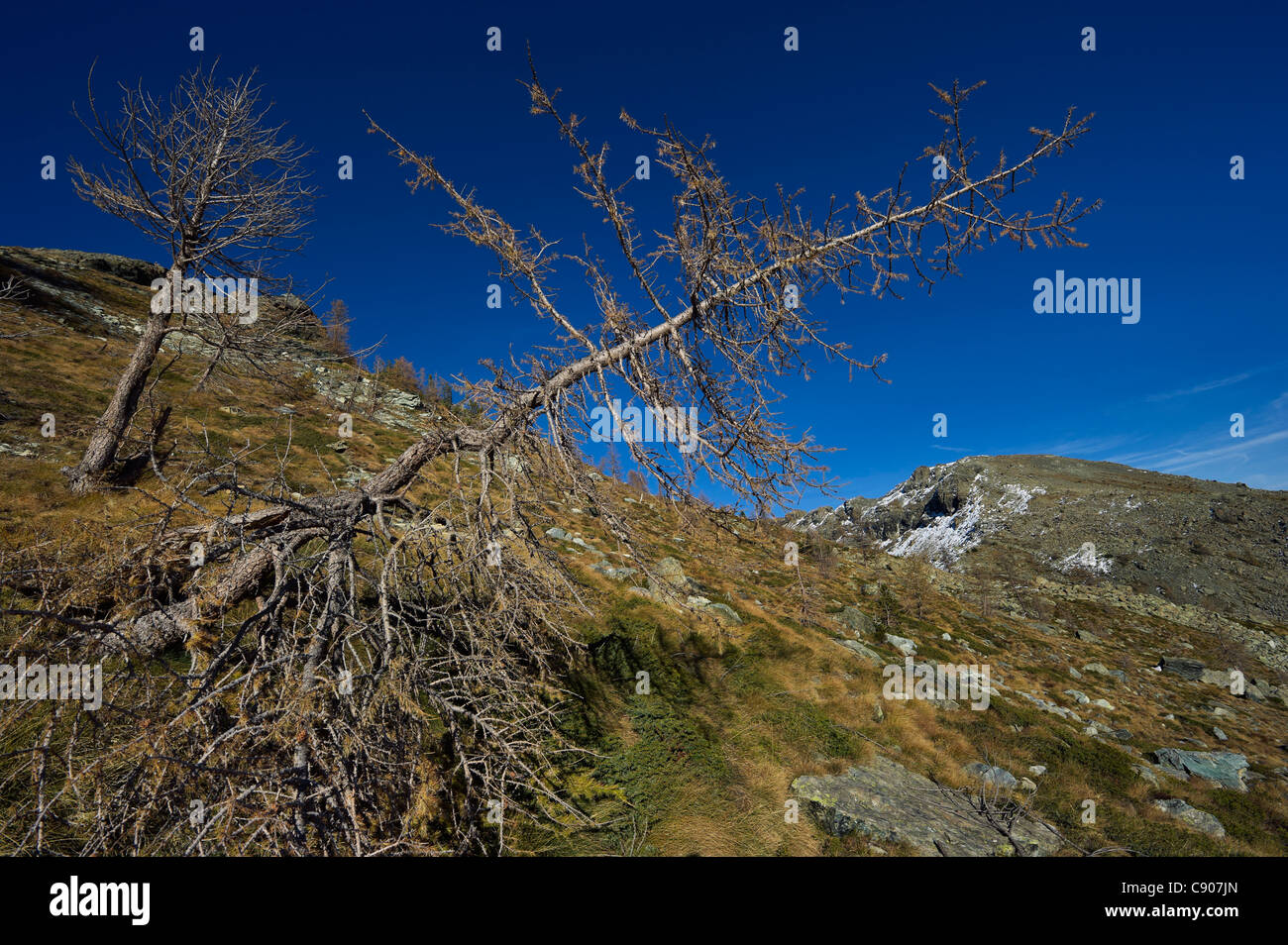 Italy, Aosta valley, mountain landscape with larches Stock Photo