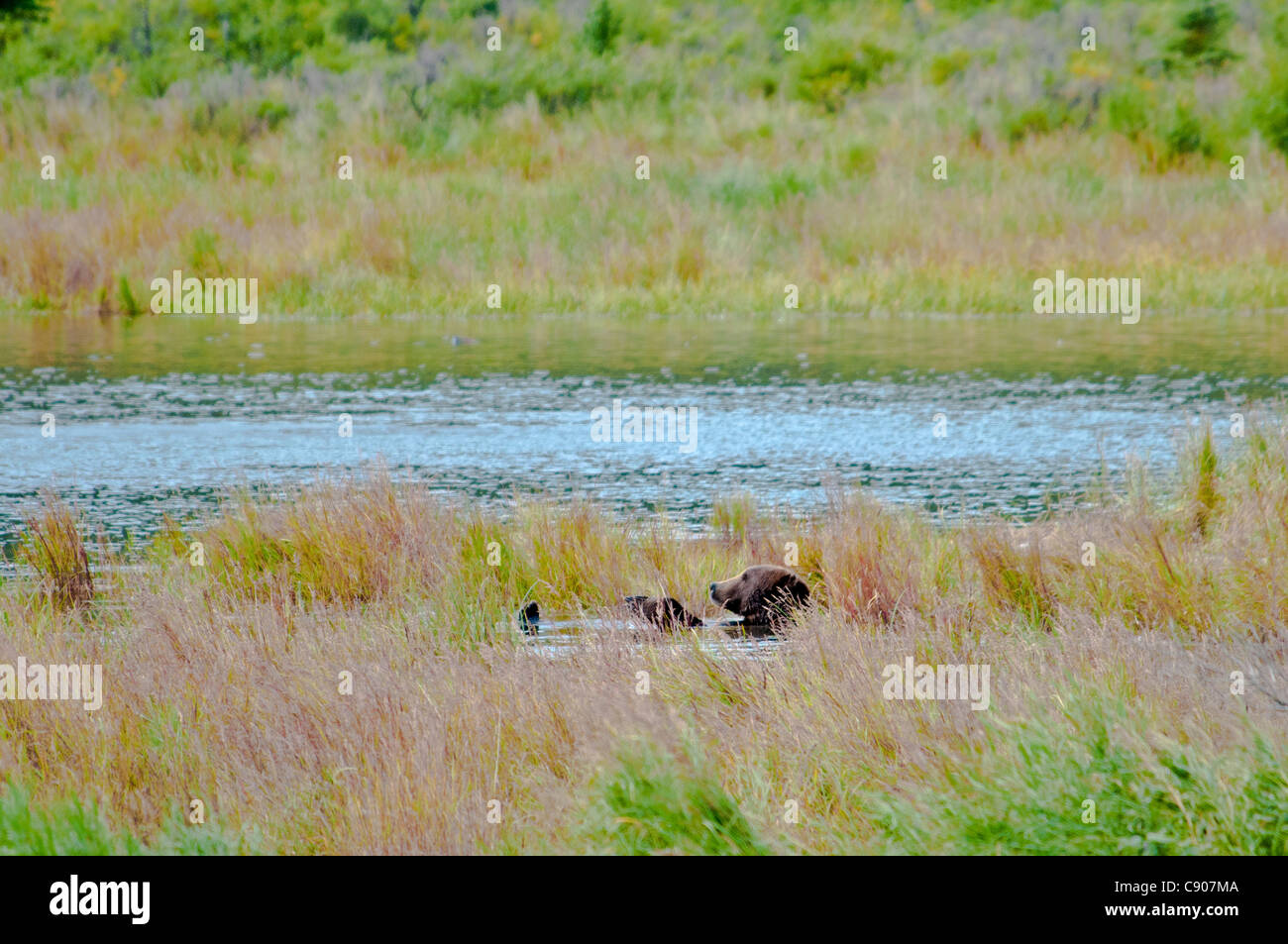 Grizzly Bear, Ursus arctos horriblis, relaxing on his back in the Brooks River, Katmai National Park, Alaska, USA Stock Photo