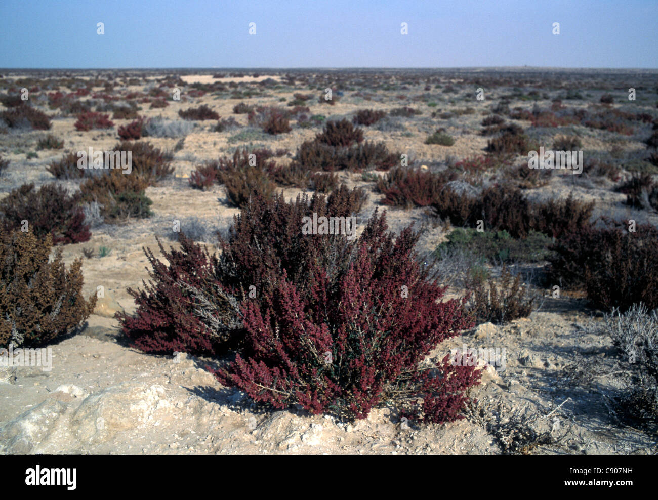 Desert plants qatar hires stock photography and images Alamy