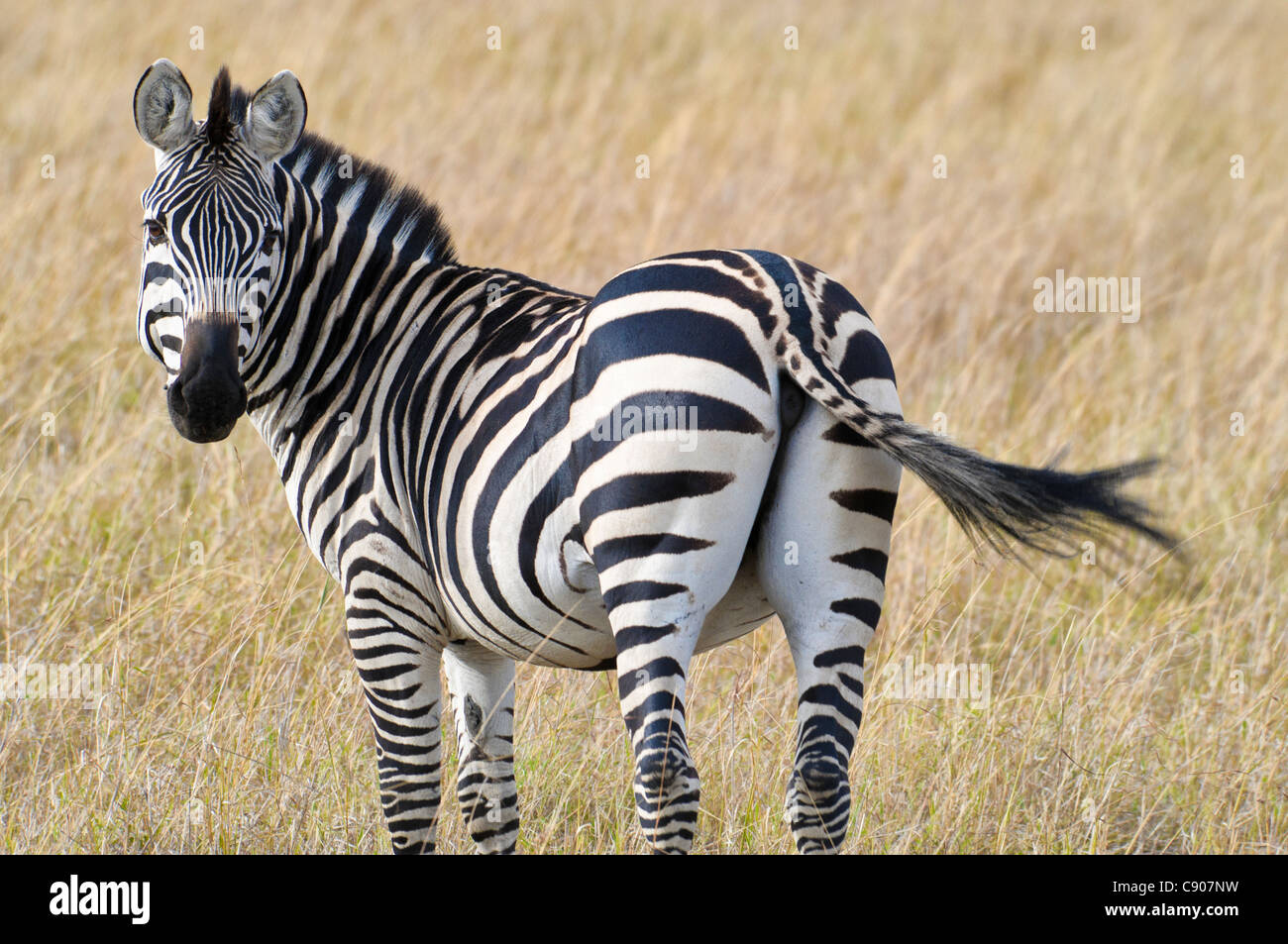 Rear view of Burchell's Zebra, Equus guagga burchellii, Masai Mara National Reserve, Kenya, Africa Stock Photo