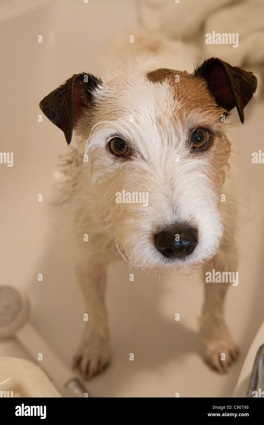 jack russell dog being washed in the bath and getting clean Stock Photo