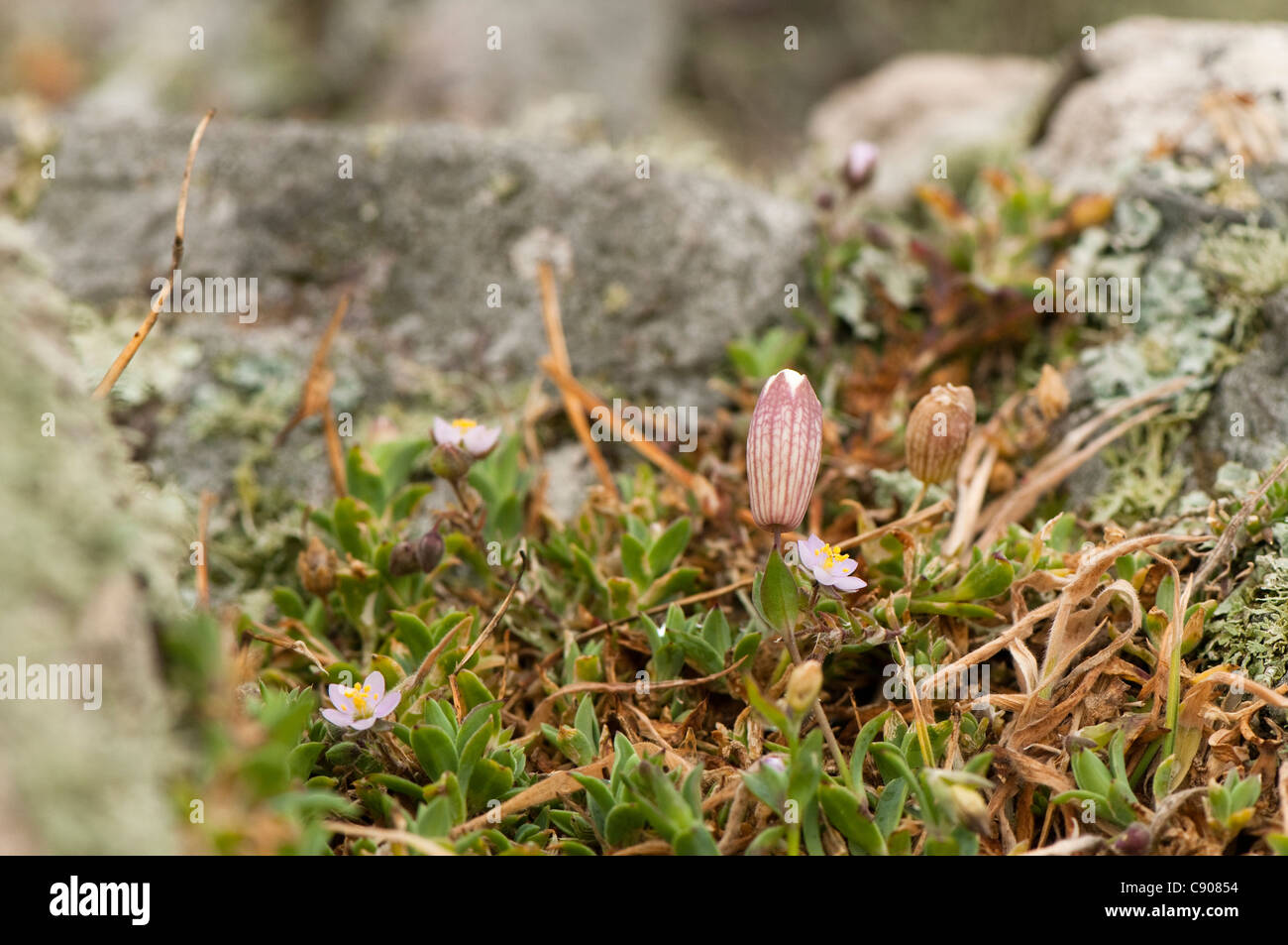 Sea Campion, Silene uniflora and Rock Sea-spurrey, Spergularia rupicola Stock Photo
