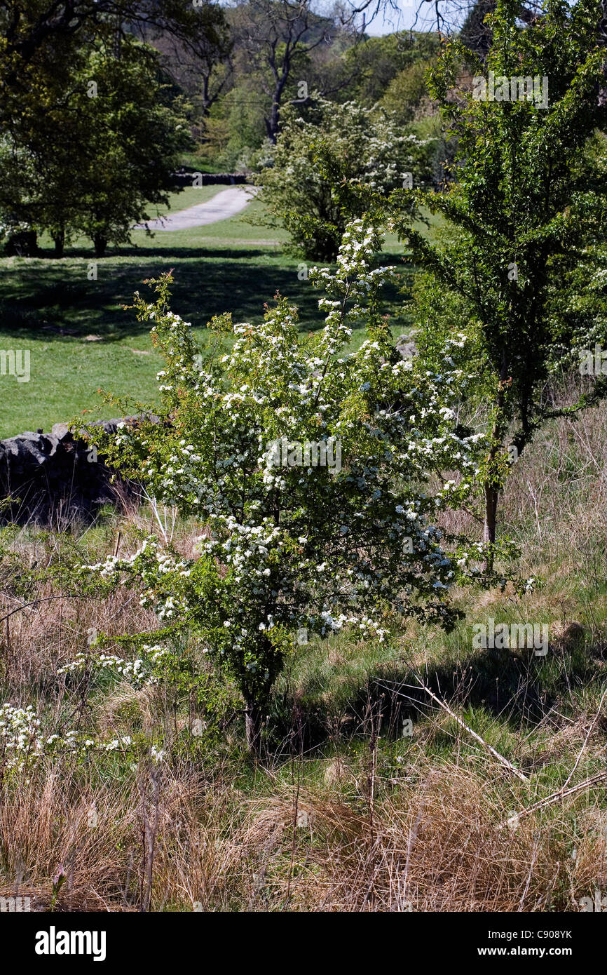 Goyt valley flowers hires stock photography and images Alamy