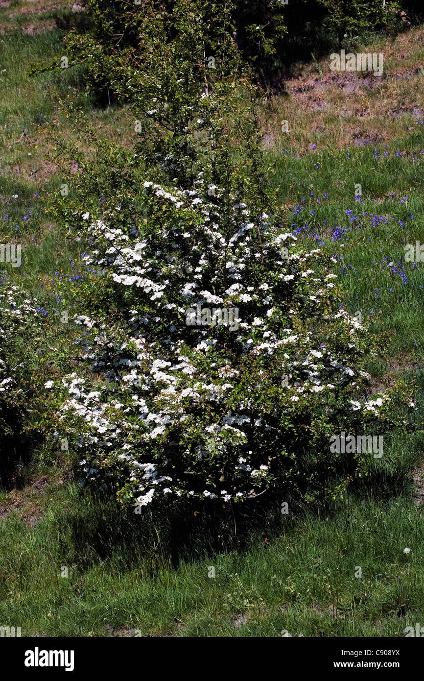 Goyt valley flowers hires stock photography and images Alamy
