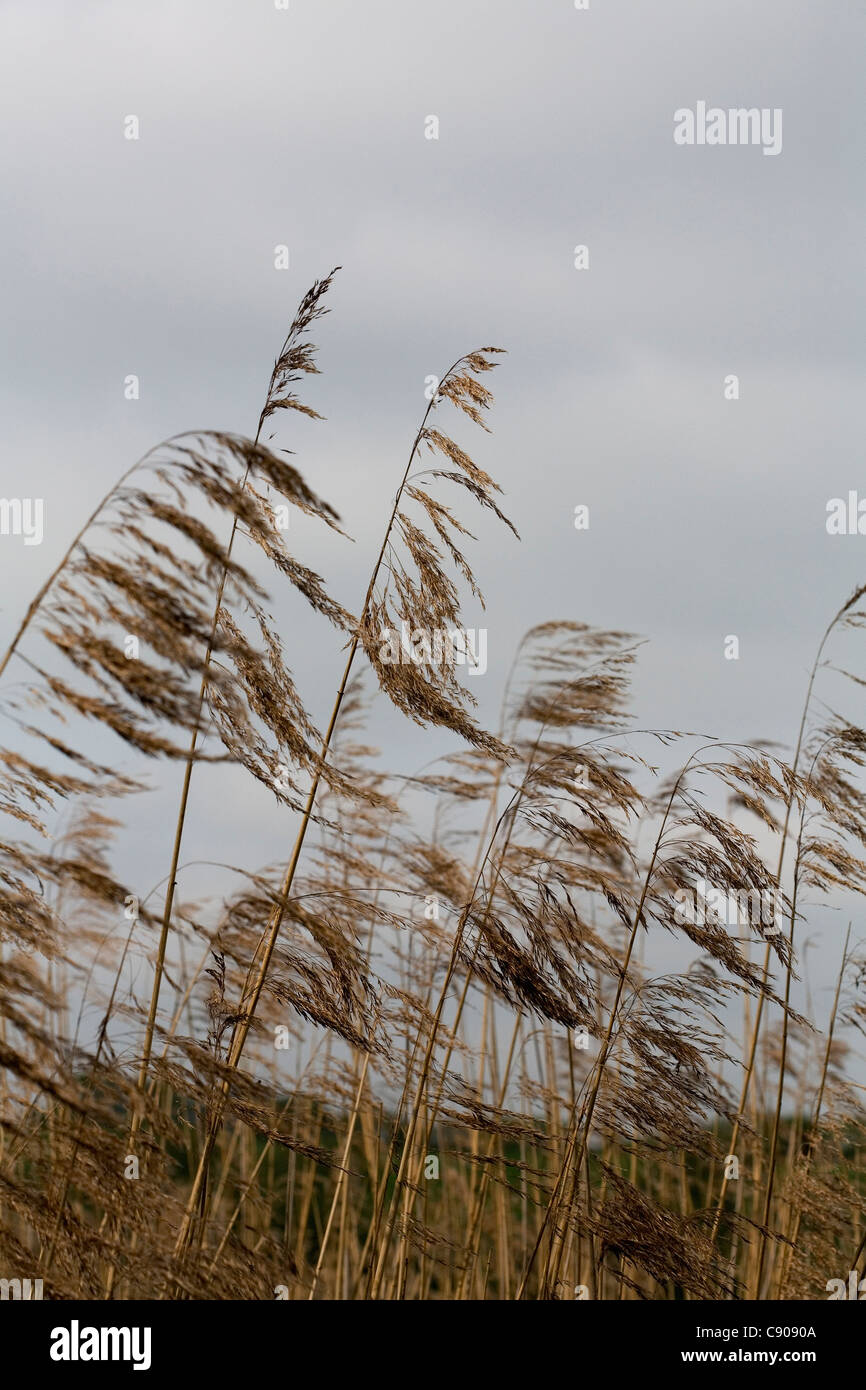 Cheshire common hi-res stock photography and images - Alamy