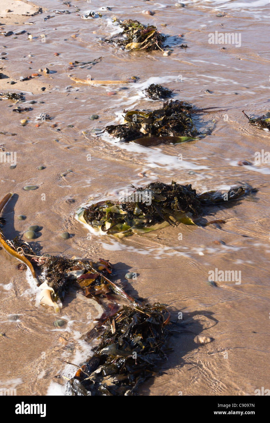 Northumberland - Spittal beach, south of Berwick on Tweed, seaside town. Washed up seaweed on the tide. Stock Photo