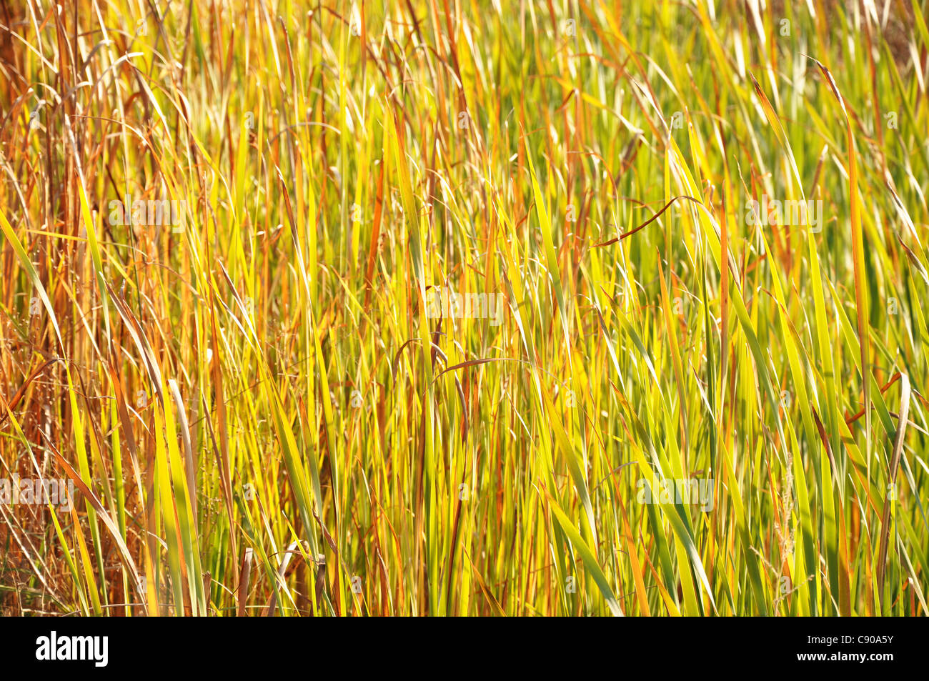 yellow sedge reed on a river bank, wallpaper Stock Photo