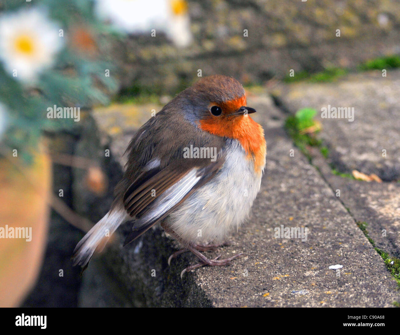 A RARE SEMI ALBINO ROBIN HOPS AMONG THE FLOWERPOTS LOOKING FOR GRUBS AT THE FOREST LODGE GARDEN CENTRE, SURREY. Stock Photo