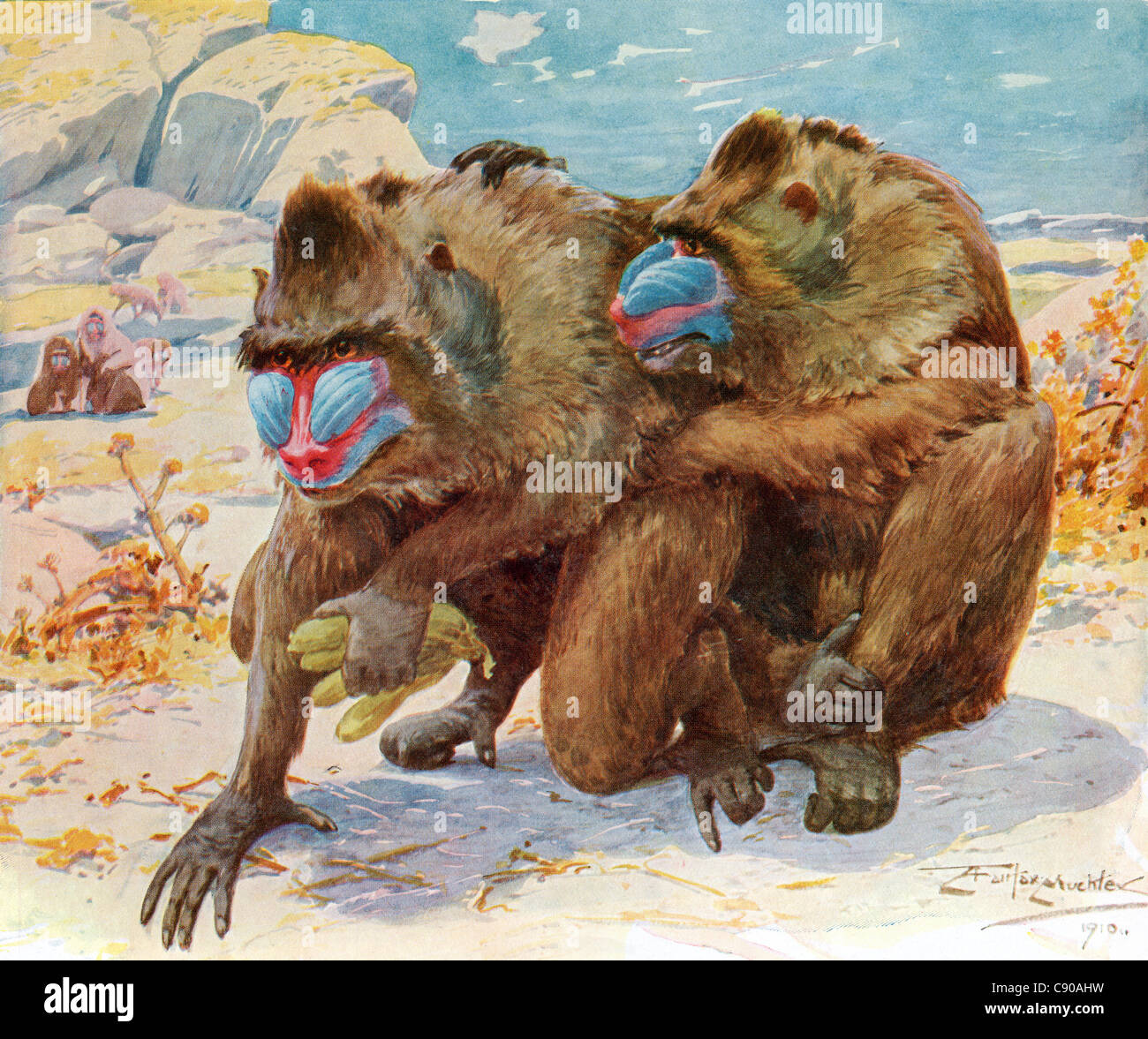 Bibbys annual hi-res stock photography and images - Alamy Bibbys annual hi-res stock photography and images - Alamy