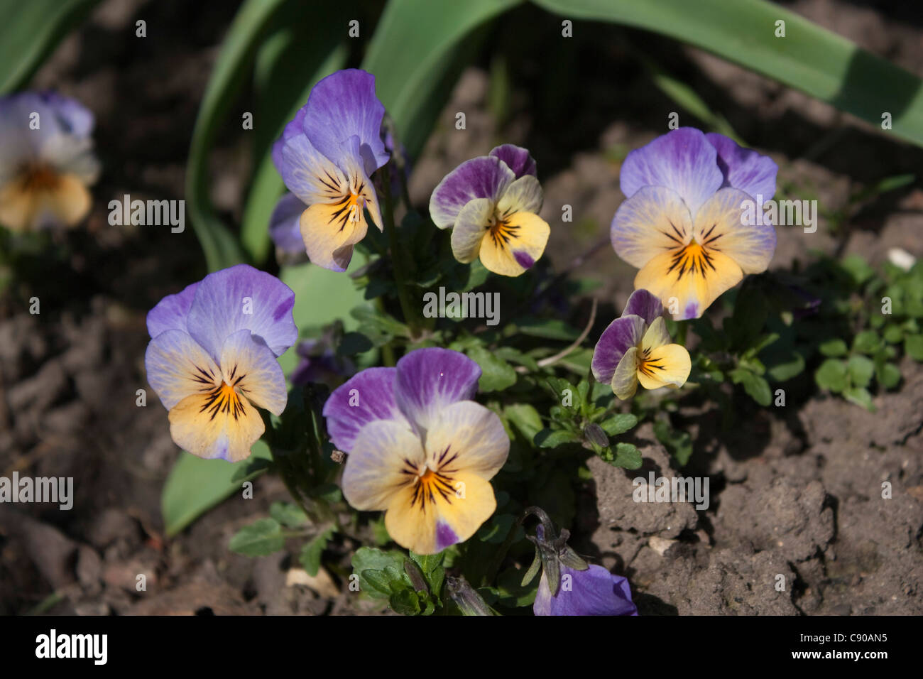 Blue purple and yellow pansies or violets (viola tricolor) Stock Photo