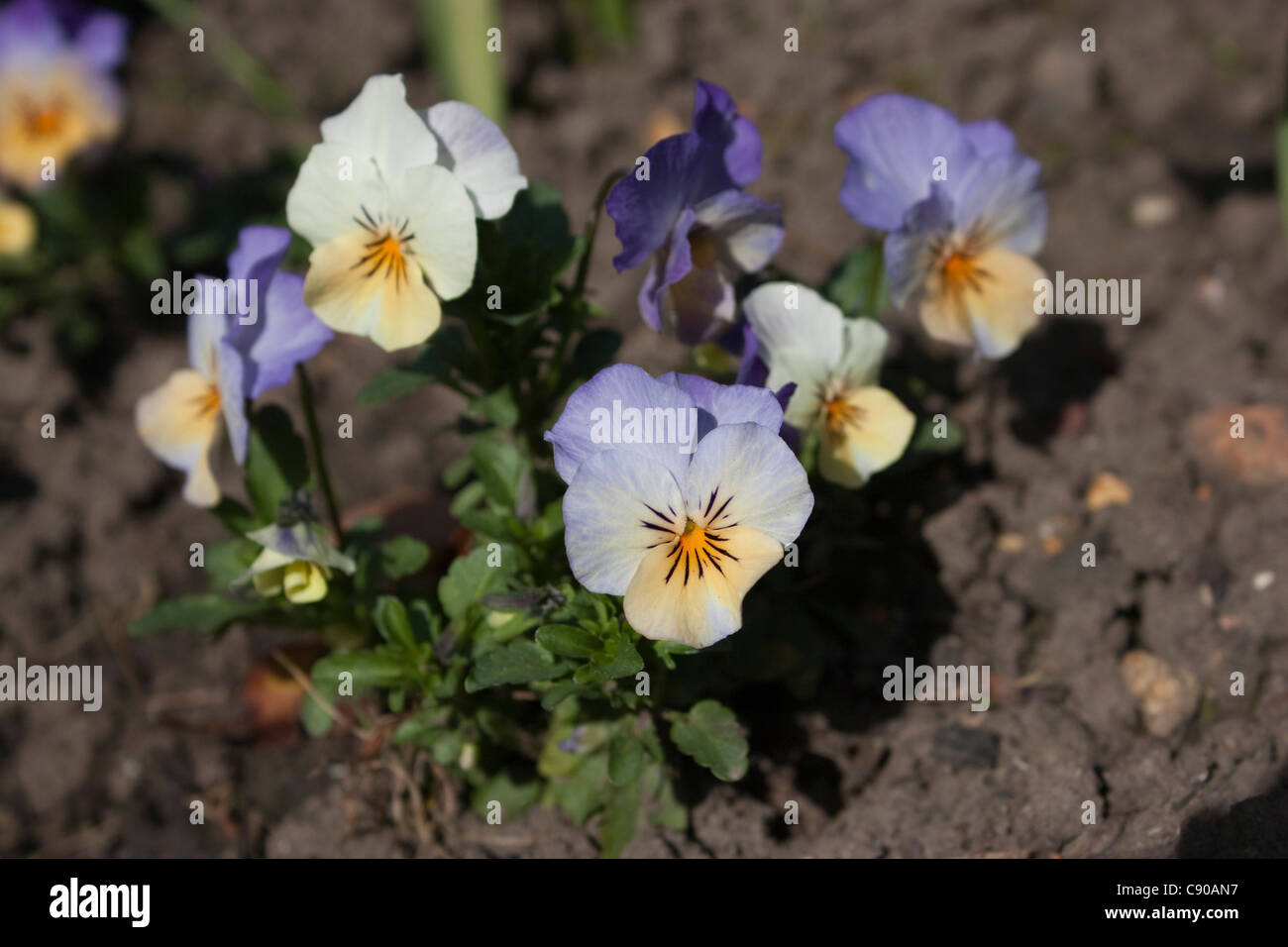 Blue and yellow pansies or violets (viola tricolor) Stock Photo