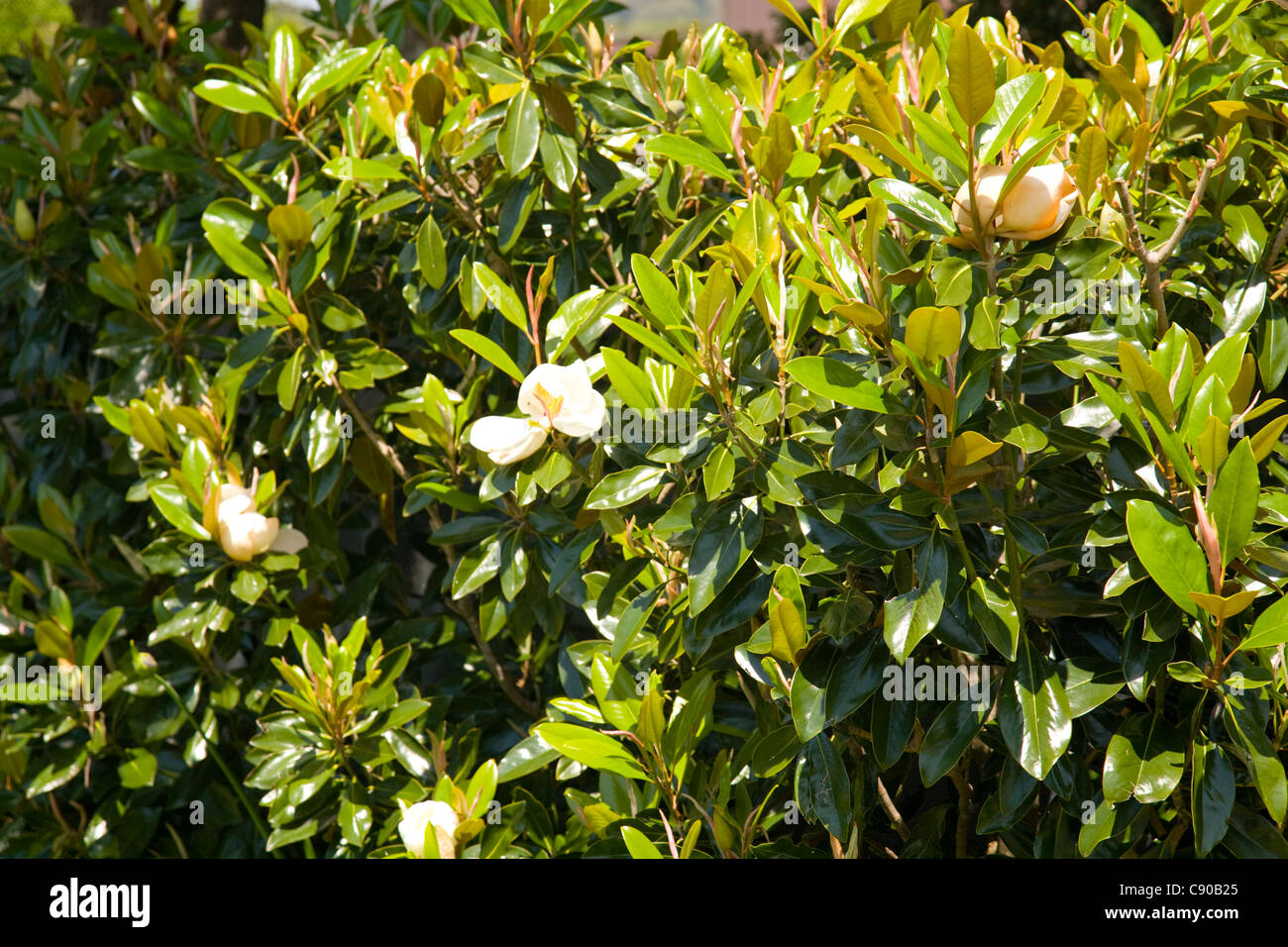 magnolia bush in bloom,sydney,australia Stock Photo Alamy