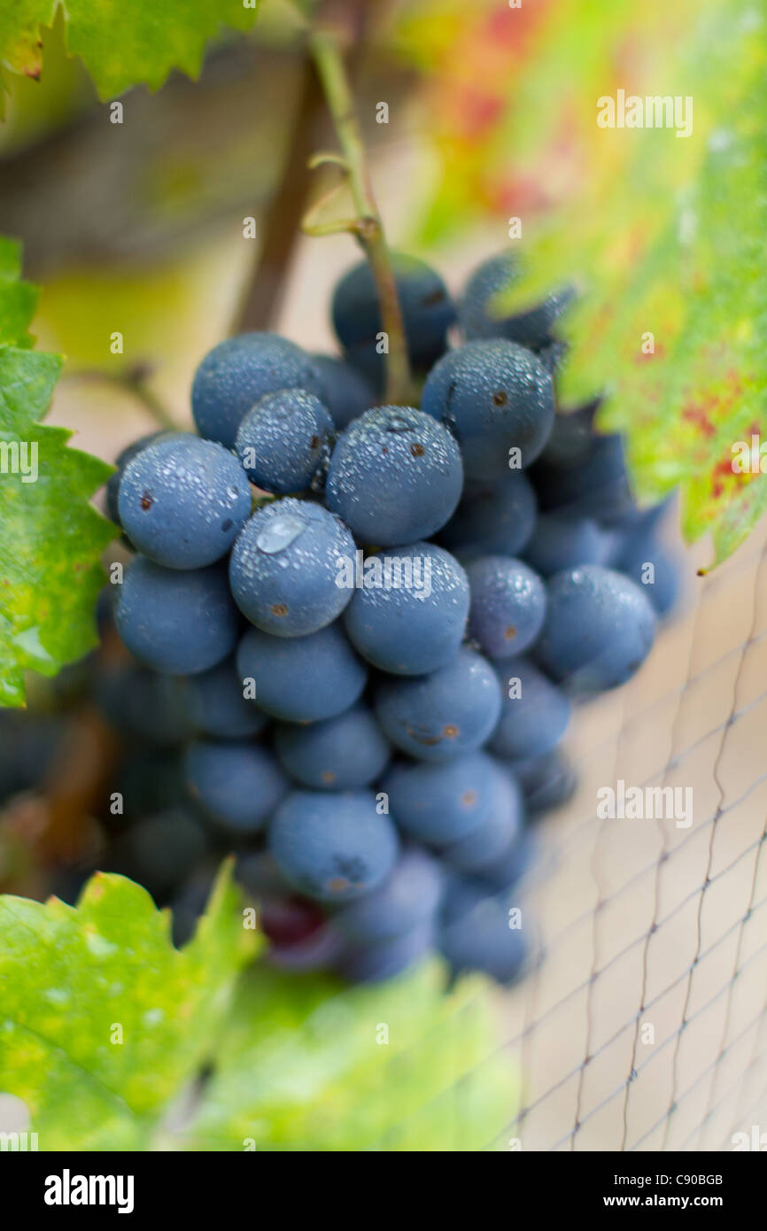 Cluster of Zinfandel Grapes ready for the harvest to make wine early