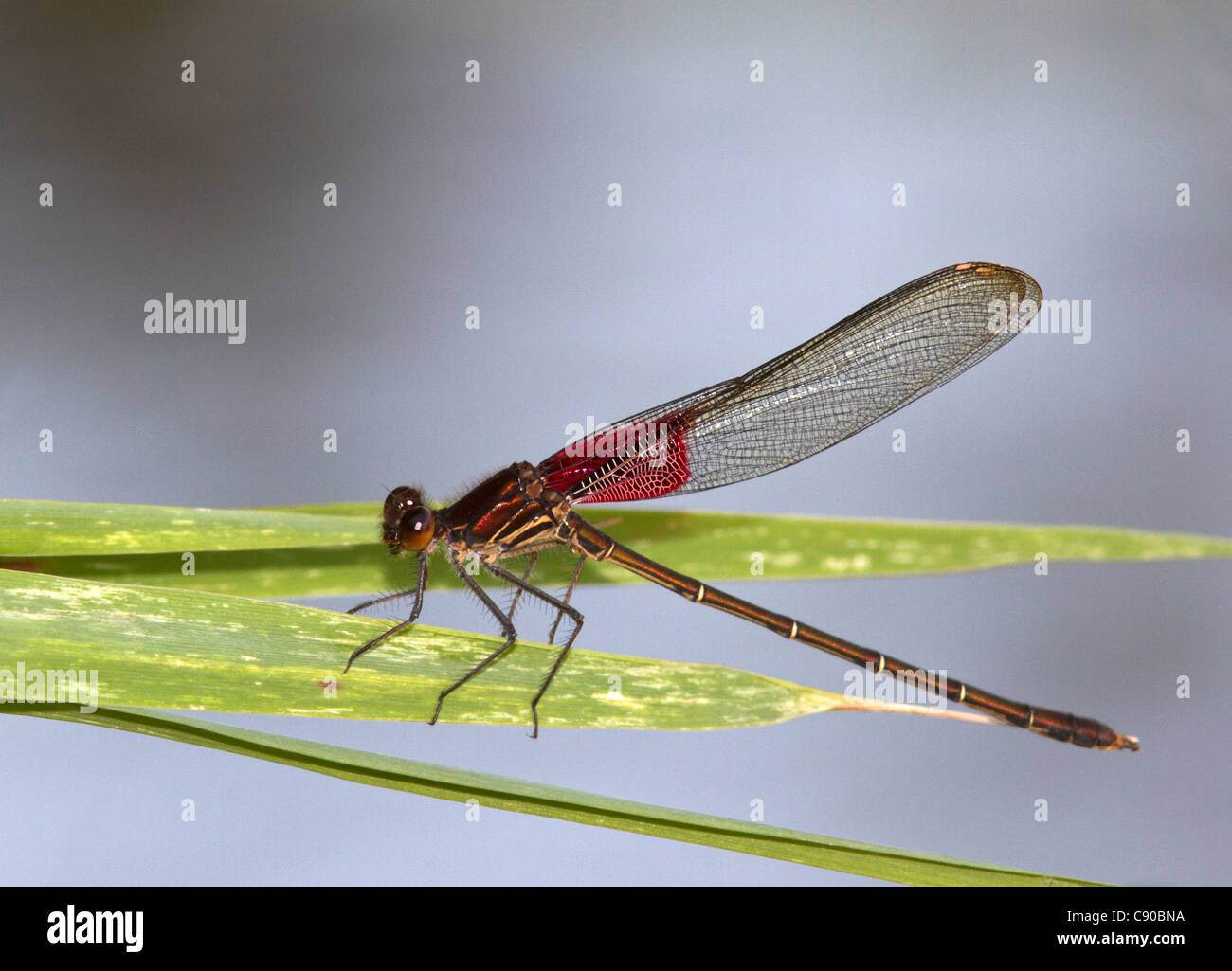 American Rubyspot Damselfly (Hetaerina americana Stock Photo - Alamy