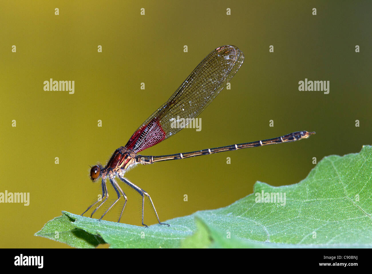 American Rubyspot Damselfly (Hetaerina americana Stock Photo - Alamy