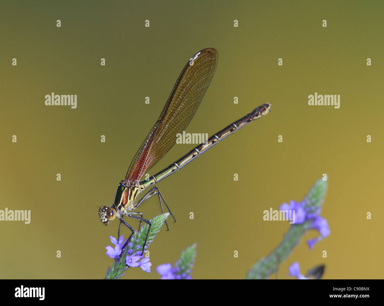 American Rubyspot Damselfly (Hetaerina americana Stock Photo - Alamy