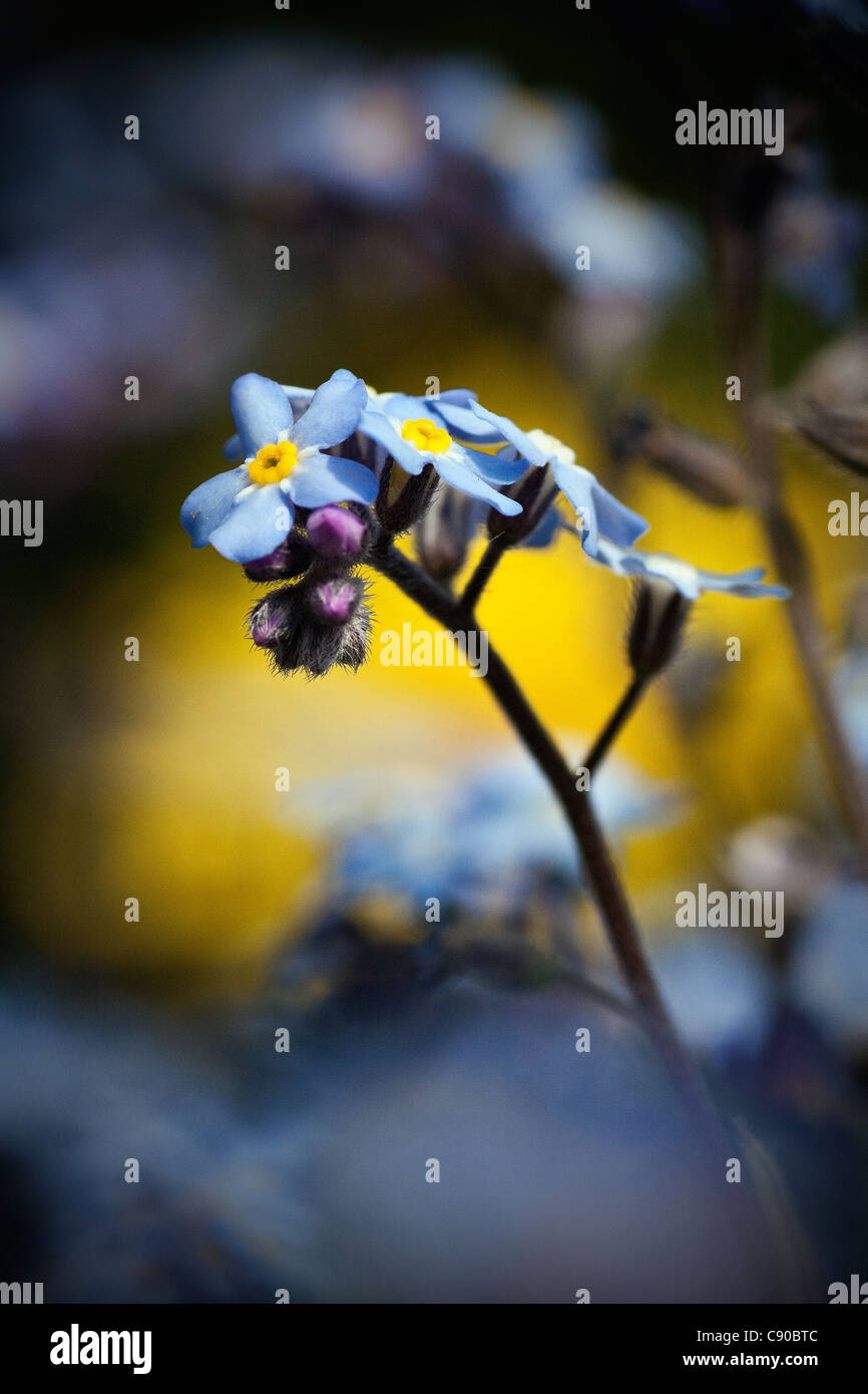 Forget-Me-Not - Myosotis sylvatica Stock Photo
