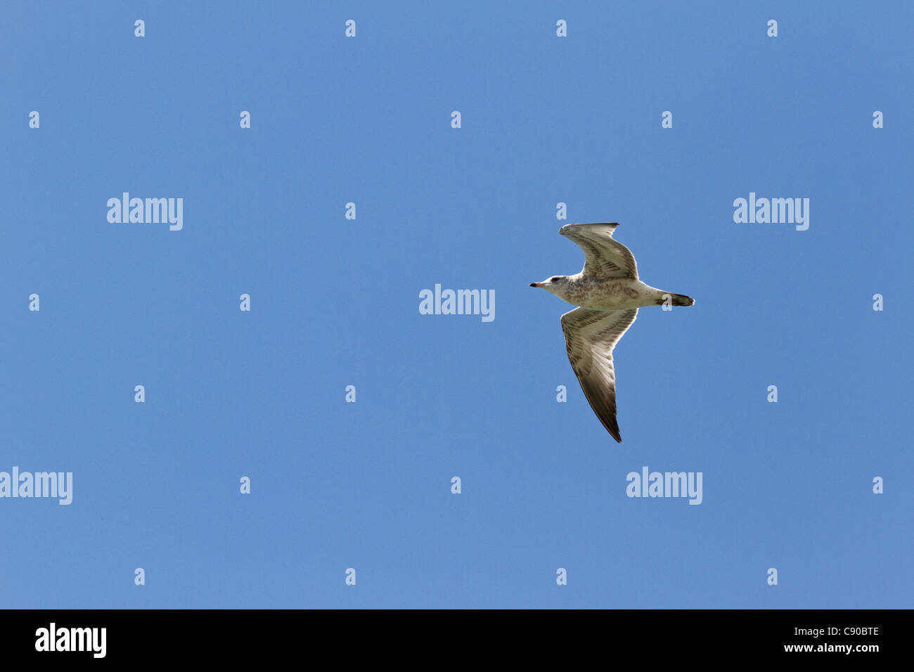 Gull flying in the sky with a blue cloudless background Stock Photo - Alamy