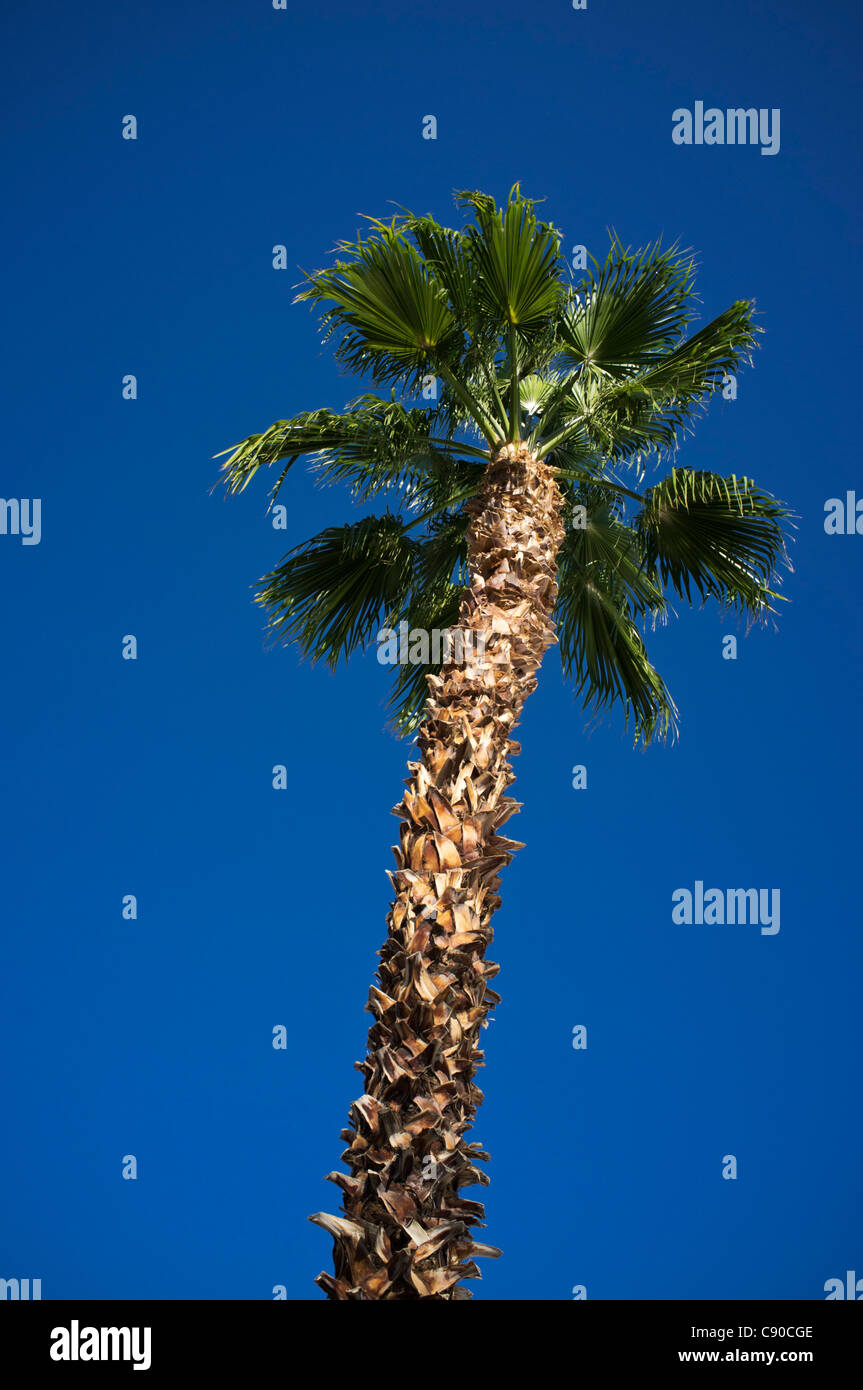 Palm tree against vivid dark blue sky Stock Photo