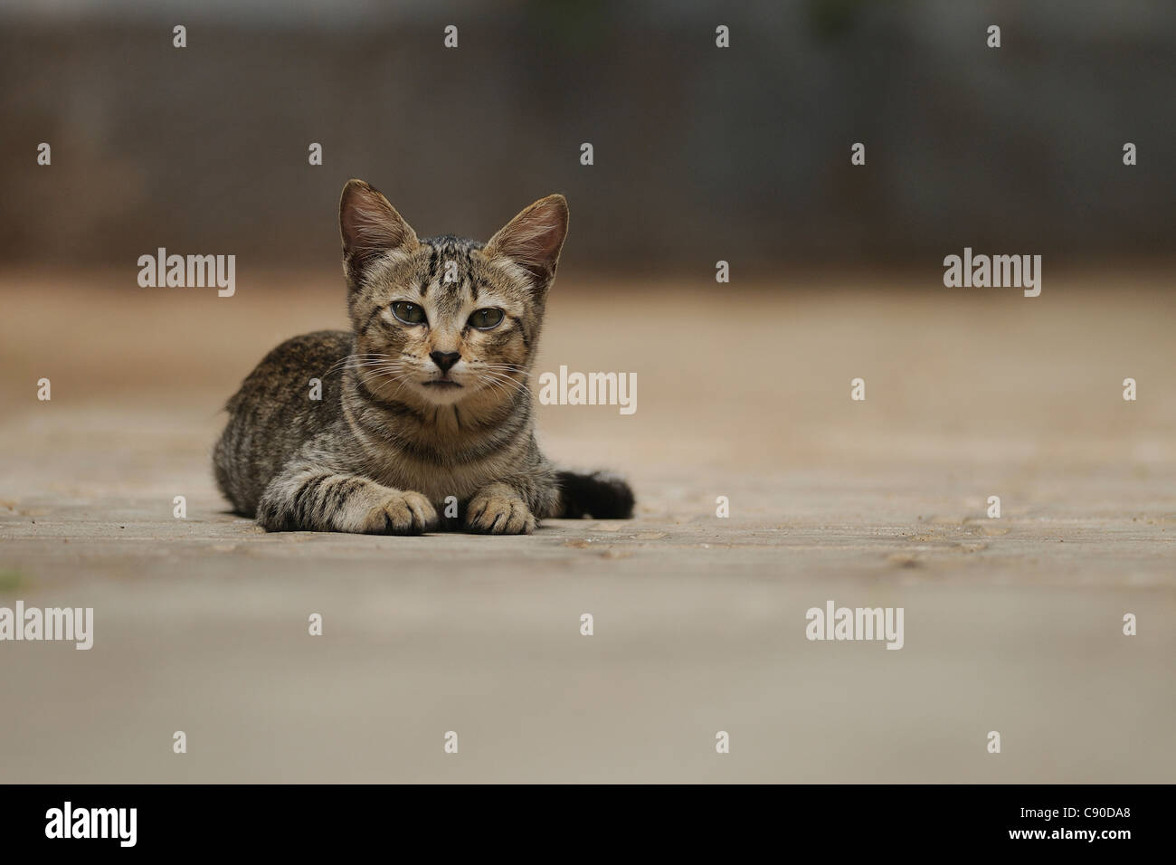 Ground-level head-on photograph of a domestic (feral) kitten in a wildlife resort outside Bandipur National Park, India Stock Photo