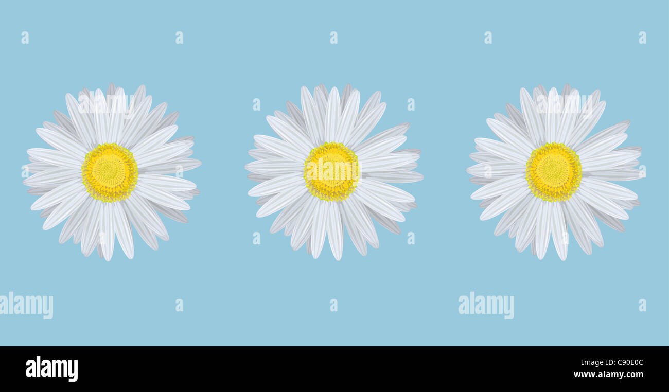 illustration of chamomiles on blue background Stock Photo - Alamy