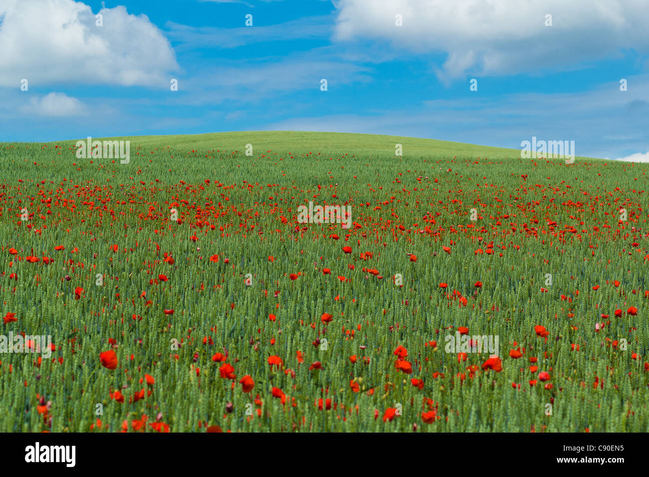 landscape with green wheat with red poppy and blue sky Stock Photo - Alamy