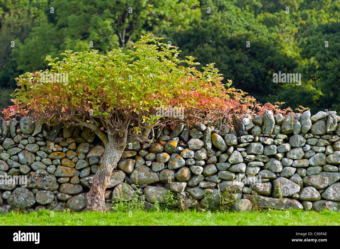 Tree growing next to a stonewall, Rowen, Snowdonia National Park, Wales