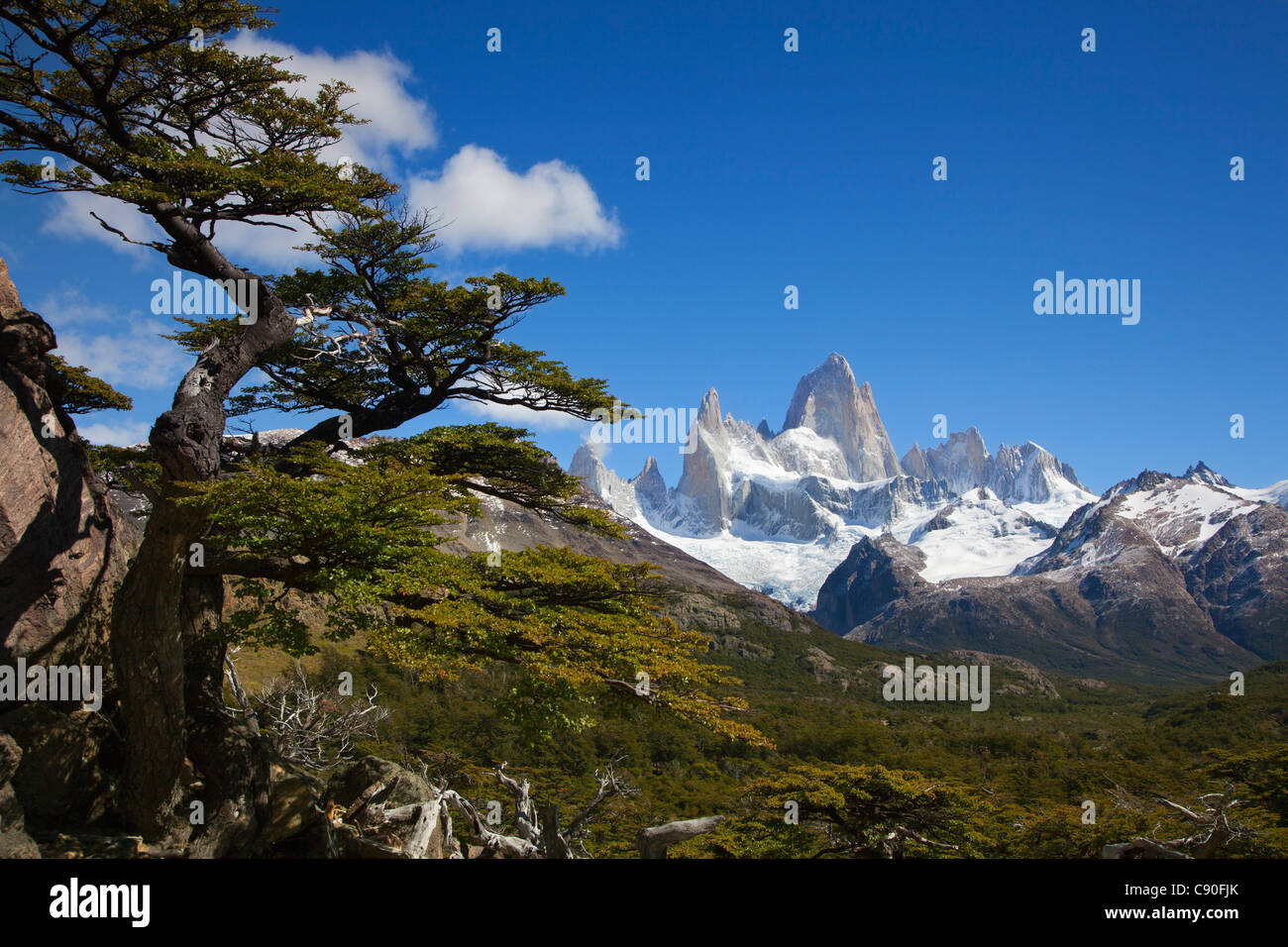 Southern beech, nothofagus, view to Mt. Fitz Roy, Los Glaciares National Park, near El Chalten, Patagonia, Argentina Stock Photo