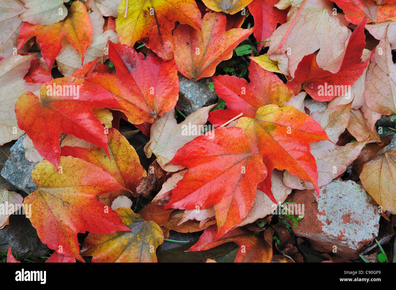 Background of the colorful fall leaves in the park Stock Photo - Alamy