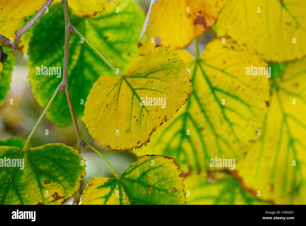Background of the yellow and green fall leaves Stock Photo - Alamy