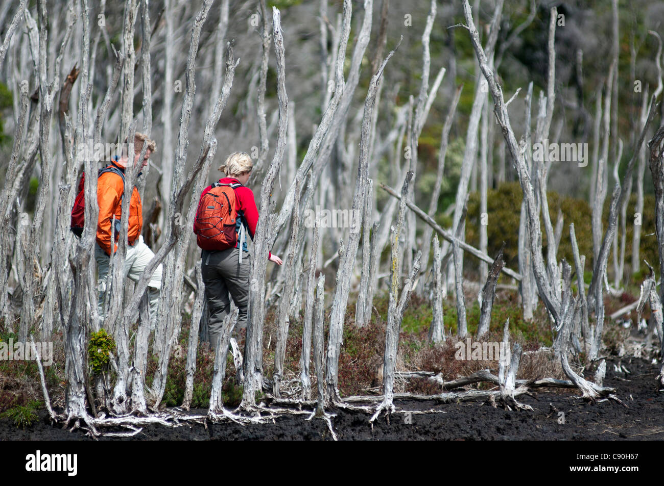 Dead mangrove forest at Millers Landing im Norden des Wilsons Promontory National Parks, Victoria, Australia Stock Photo