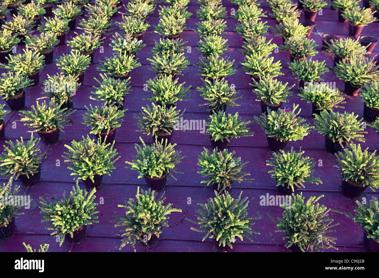Heather plants growing in rows Stock Photo Alamy