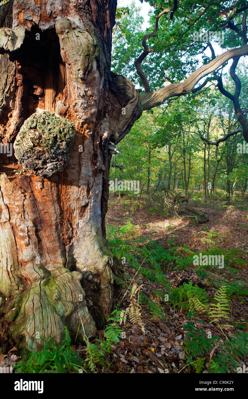 Sherwood forest england hires stock photography and images Alamy