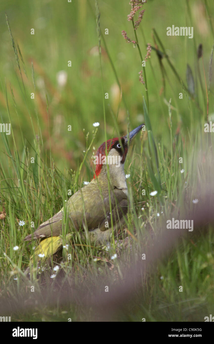 Green Woodpecker (Picus viridis) Stock Photo