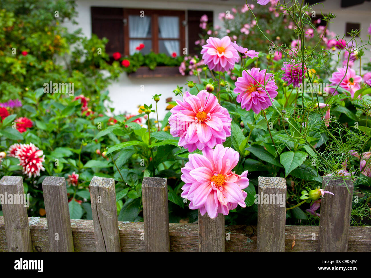Garden of farmerhous with dahlias, Fraueninsel, Chiemsee, Chiemgau, Upper Bavaria, Bavaria, Germany Stock Photo
