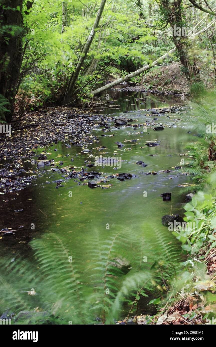 Woodland Stream with Ferns. Wexford, Ireland. Stock Photo