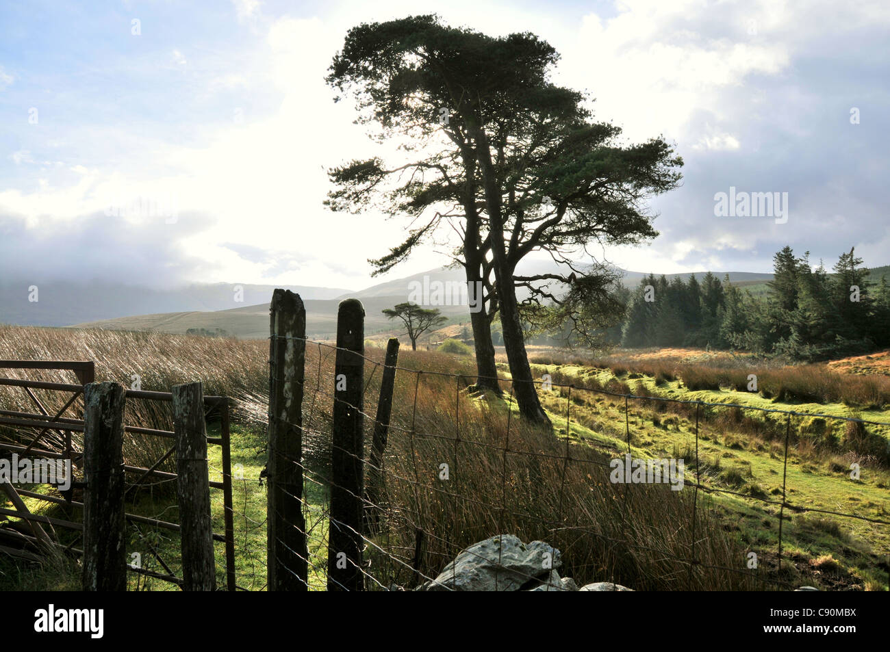 Landscape near Bala lake, Llyn Tegid, Bala, Gwynedd, North Wales, Wales
