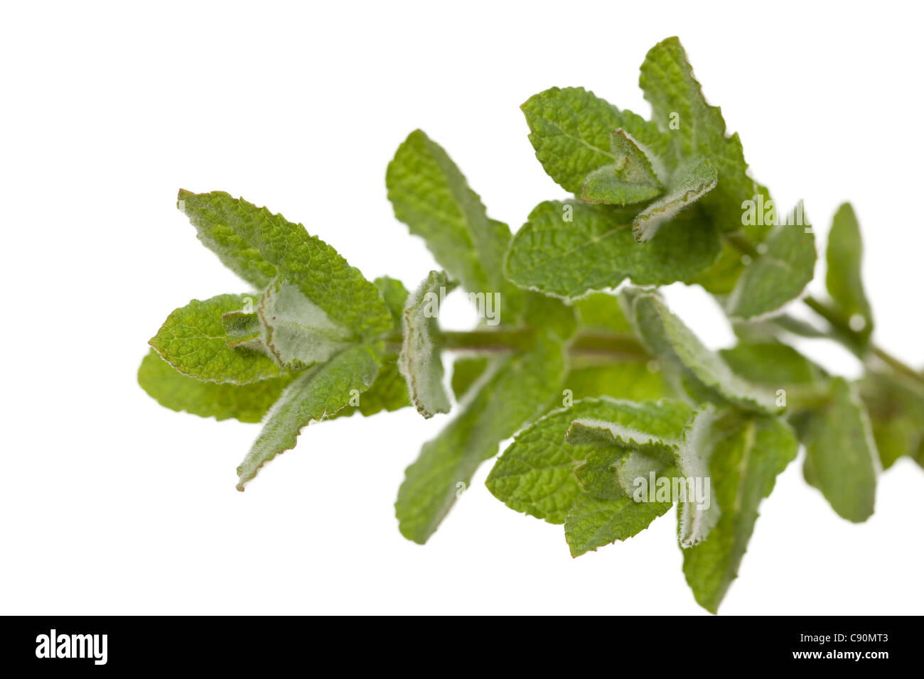 bundle of young plant mint on white background Stock Photo