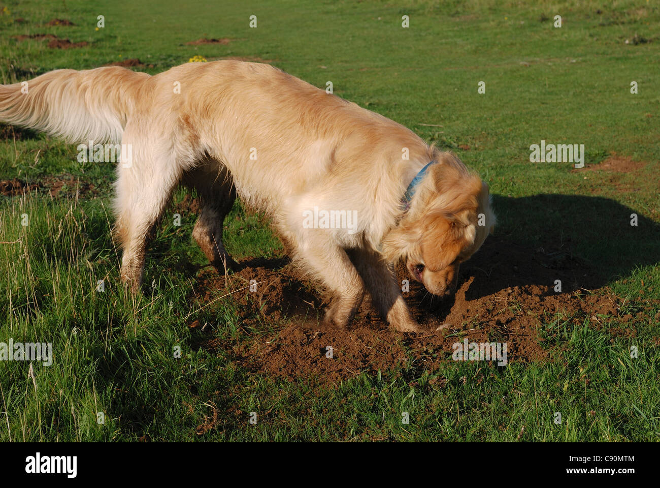 How To Stop Dog Digging Up Grass