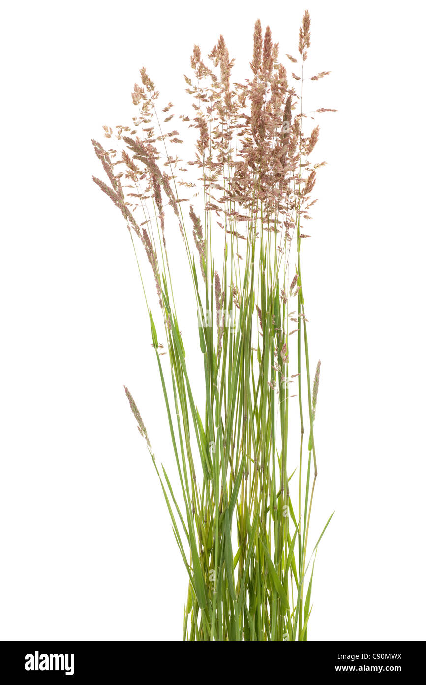 tuft grass Poa pratensis on white background Stock Photo