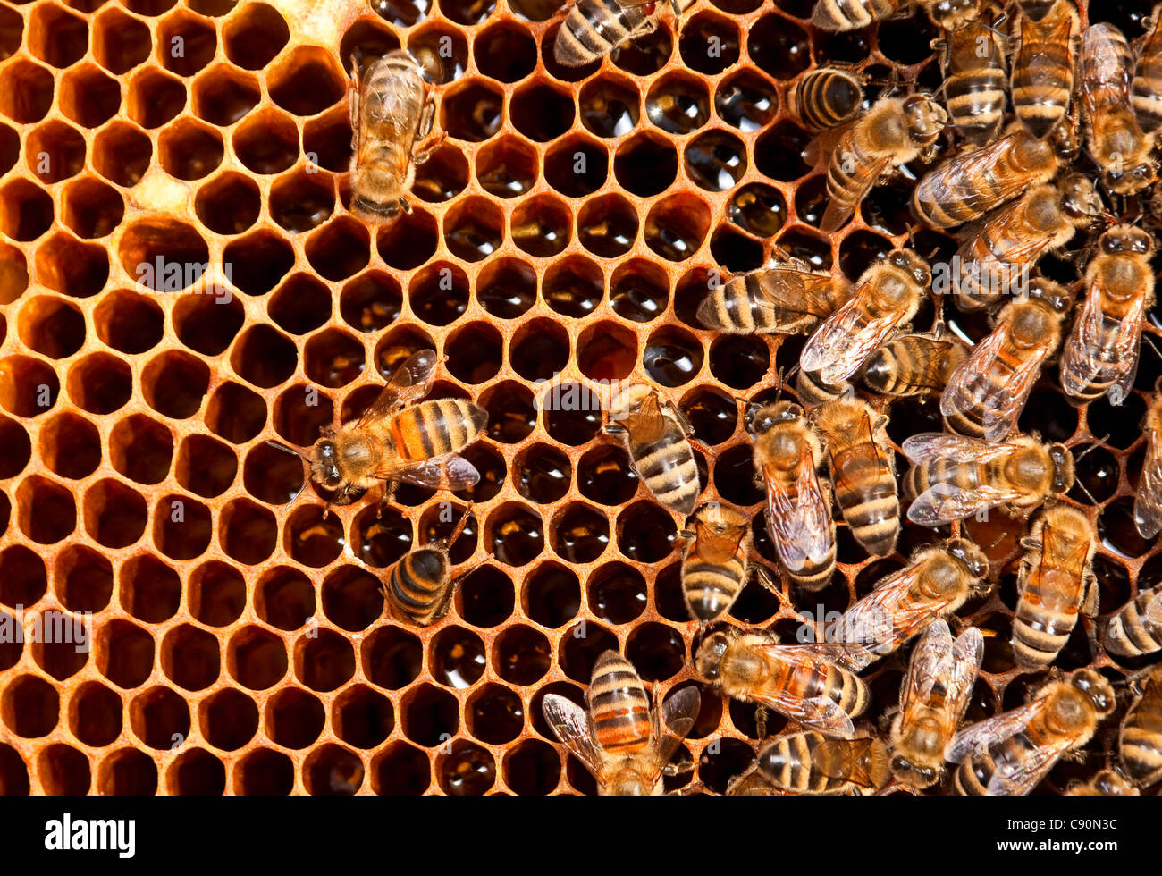 Insects bee working on honeycomb closeup view Stock Photo