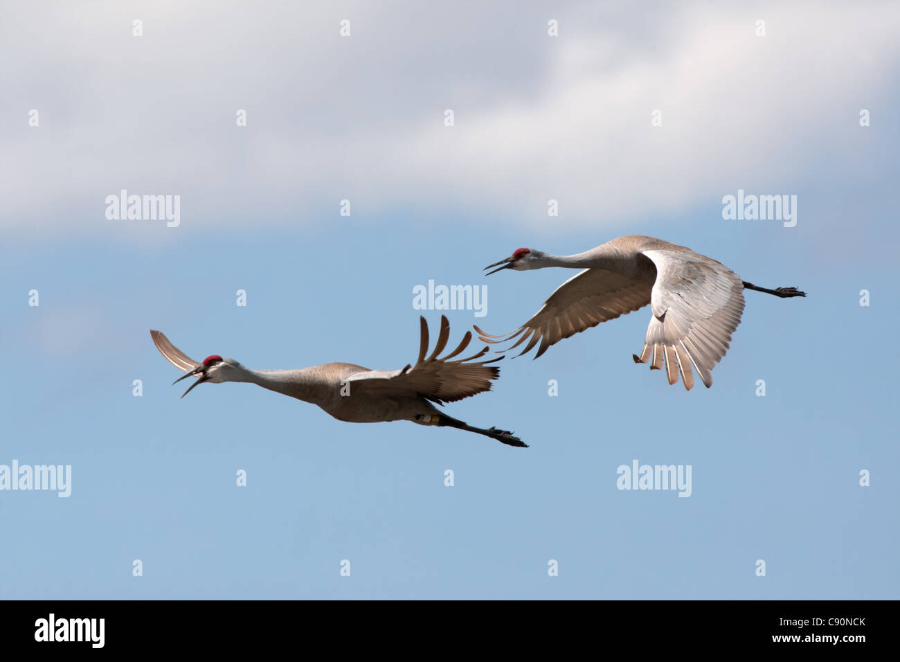 Sandhill Crane California, USA Stock Photo Alamy
