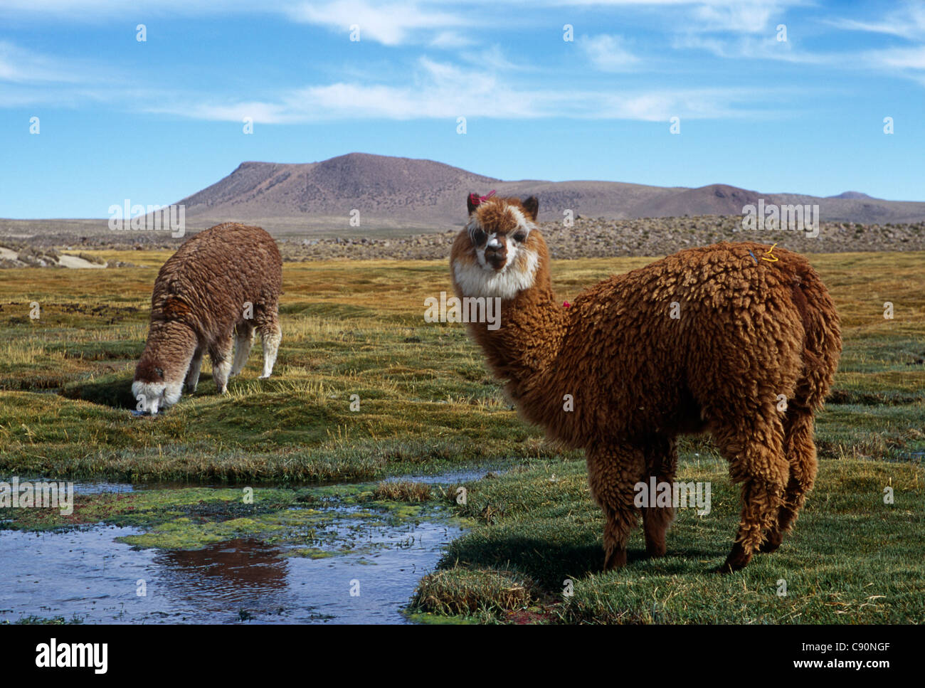 Alpaca and llama are kept in herds on the high plains of the Andes as domesticated animals who provide milk meat and wool or Stock Photo