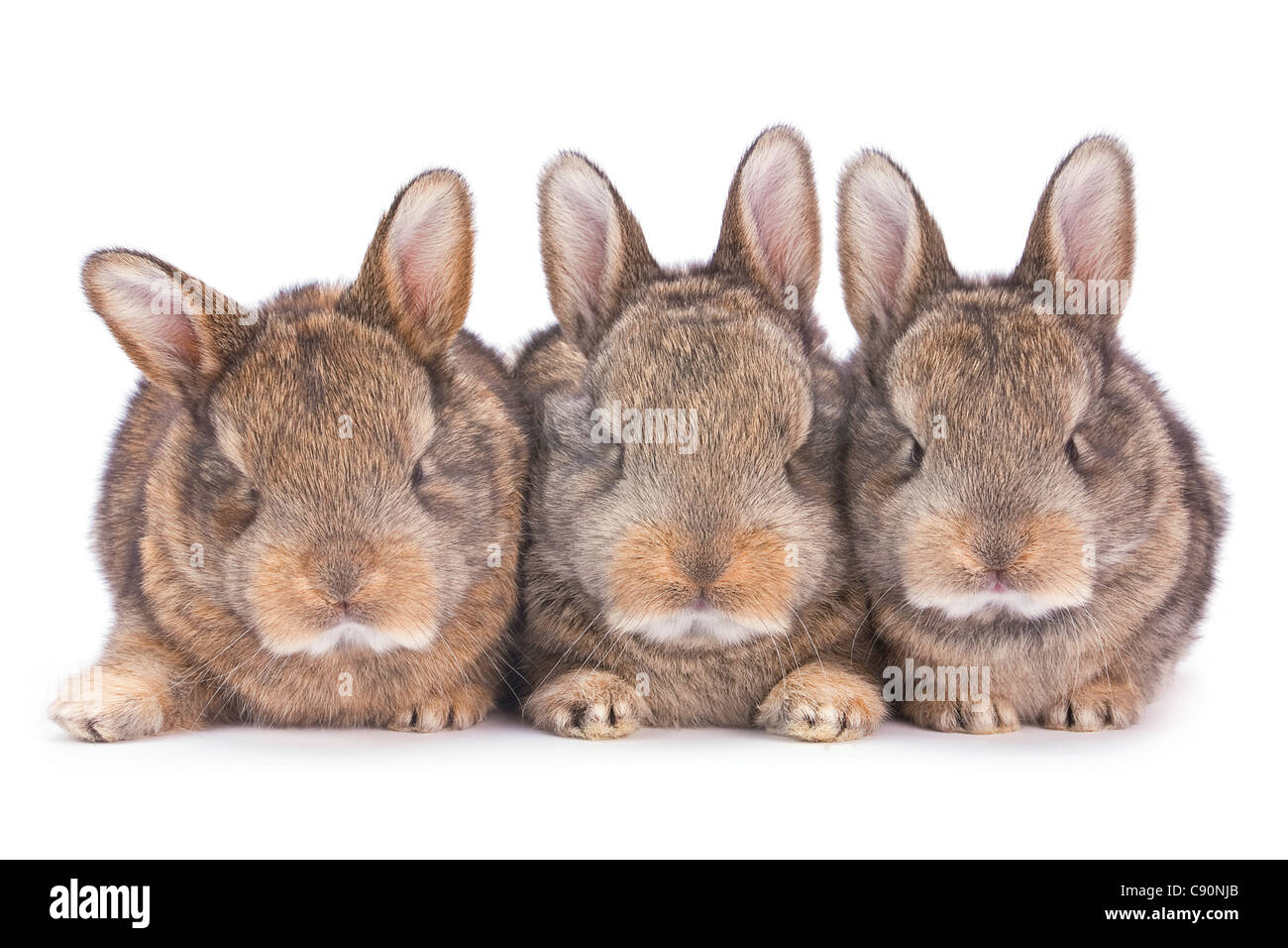 Three baby rabbit farm animal hi-res stock photography and images - Alamy
