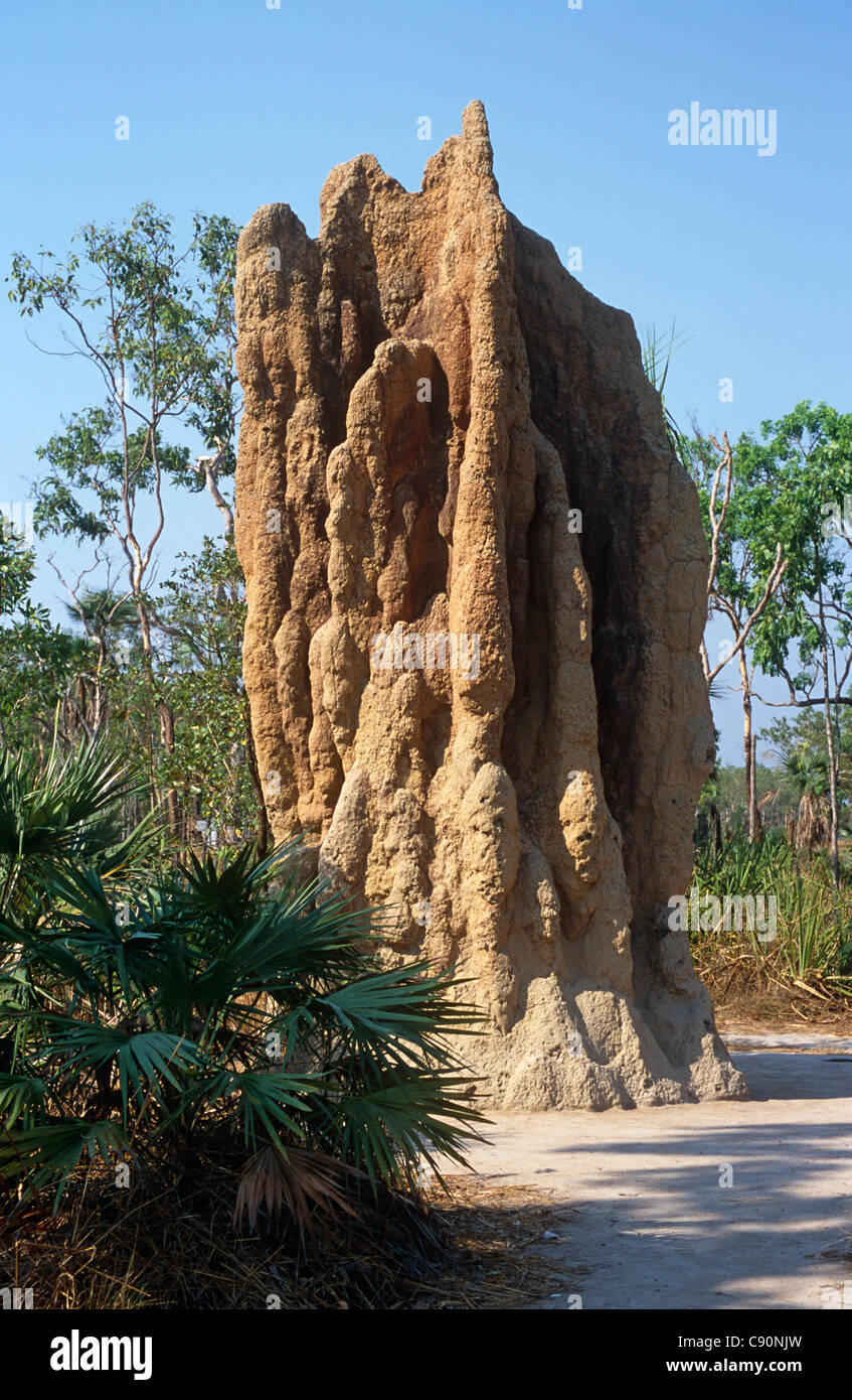 Termites are eusocial insects who build great mounds incorporating columns to cool and enclose their nests for breeding. The Stock Photo