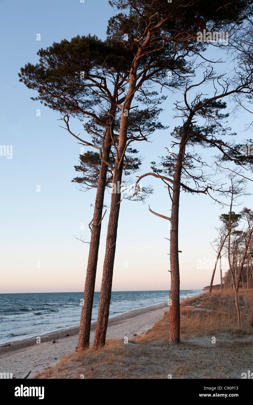 West coast with wind swept trees, Baltic sea spa Ahrenshoop, Darss, Mecklenburg-Western Pomerania, Germany Stock Photo