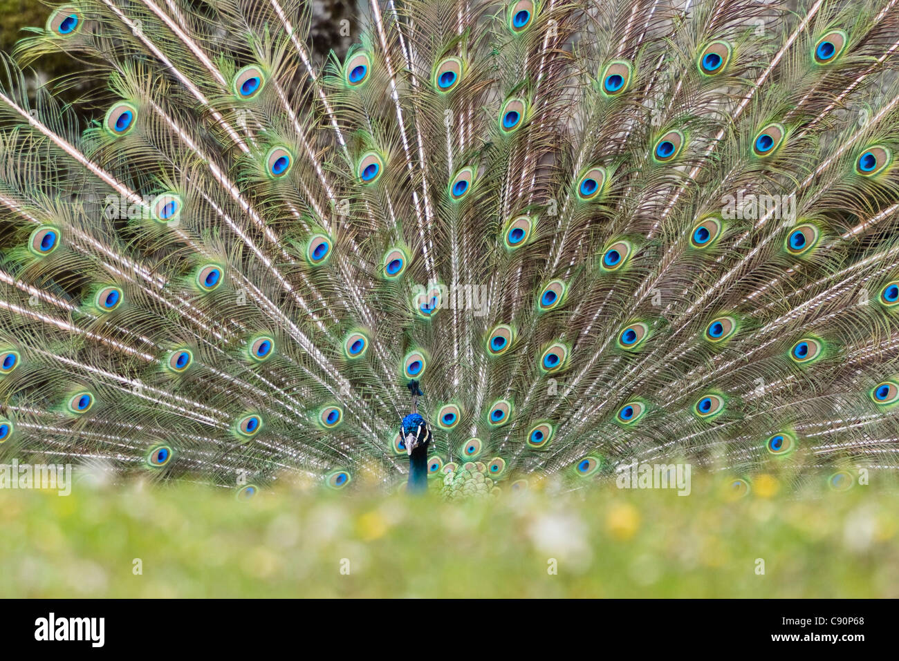 Pavo cristatus, displaying male peacock at a zoo, India, Asia Stock Photo