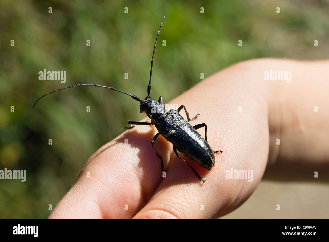 Longhorn beetle (Cerambyx spec.) on child's hand, Upper Bavaria, Germany Stock Photo