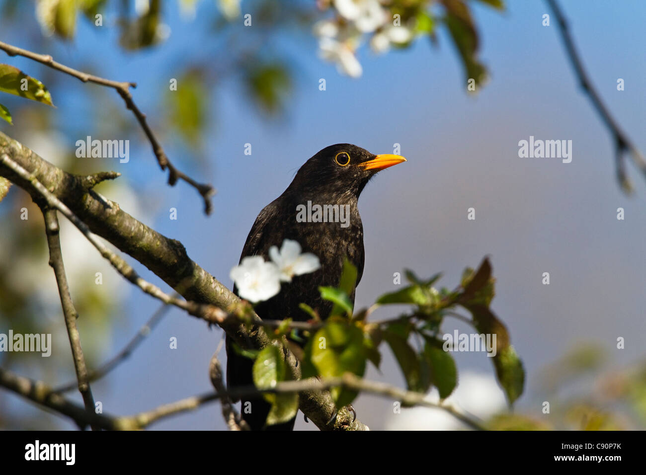 Black Bird in blossoming cherry tree, Turdus merula, Bavaria, Germany, Europe Stock Photo